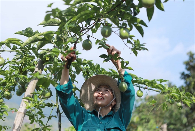 Vi&#x1EC7;t Nam expects to officially export passion fruit to the US next year